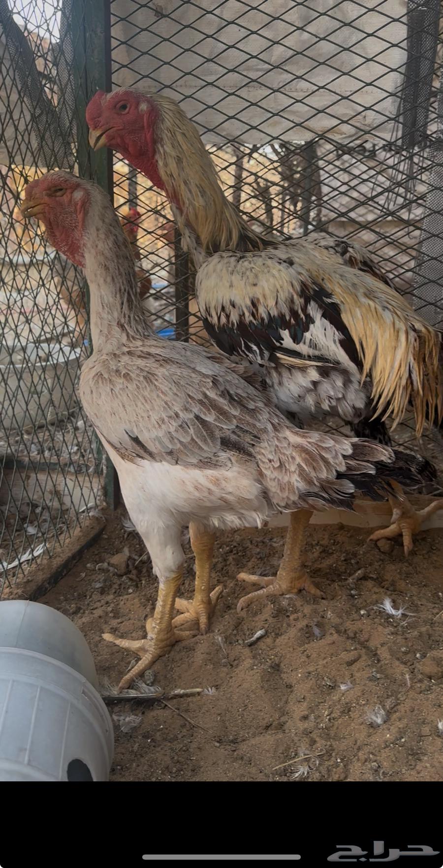 ديك ودجاجه فارسي مستوى توب ماشالله64462800813186113