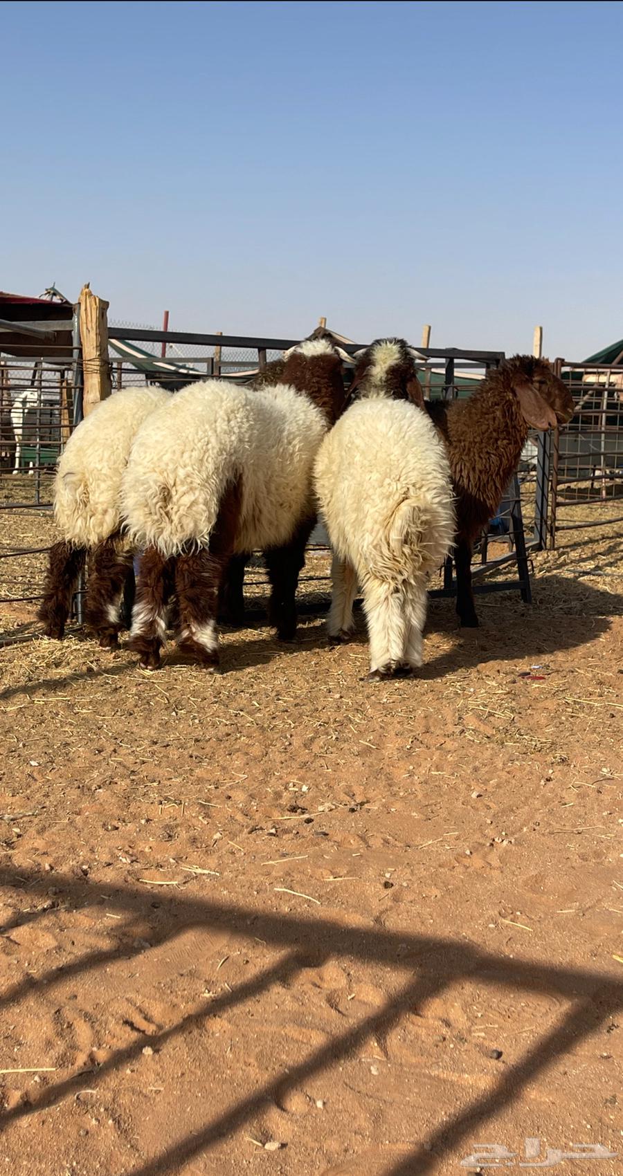 للبيع طليان64458719425026110