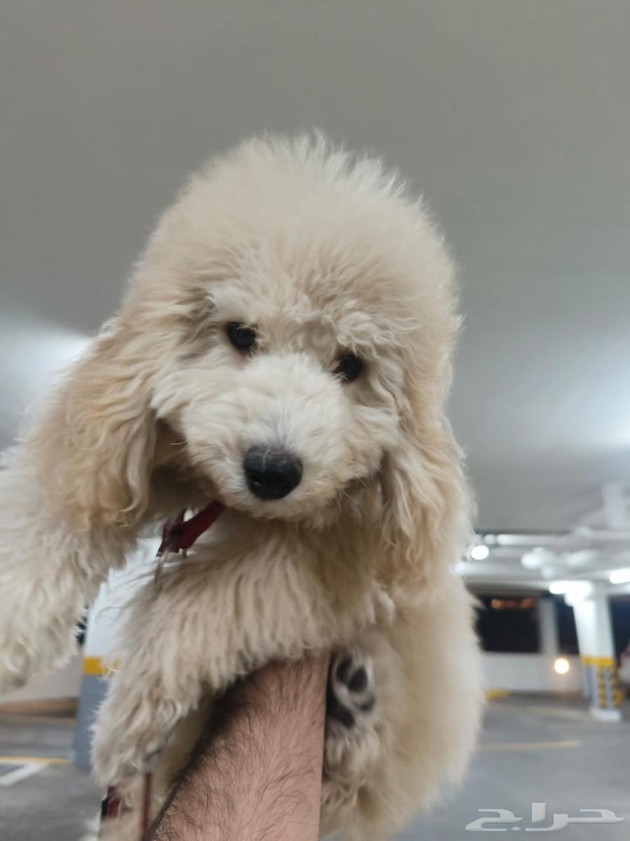 كلب توي بودل64460625178626113