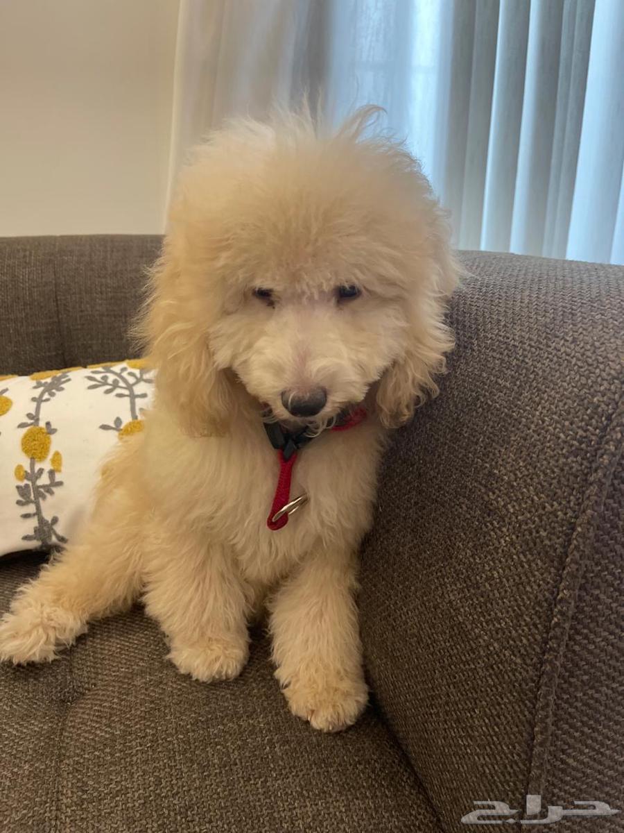 كلب توي بودل64460625178626112