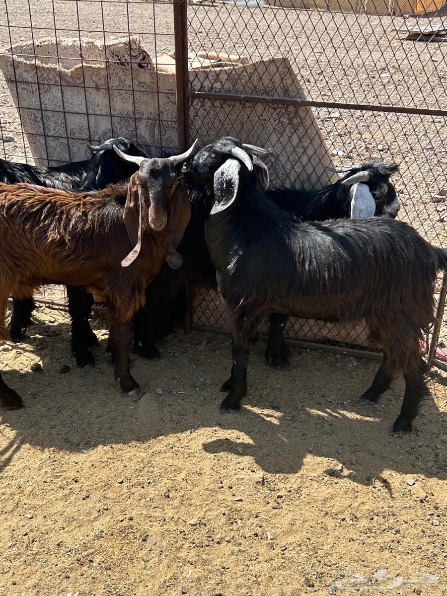 تيوس مخاصي جذعان البيع جملة وتفريد64458900816131111