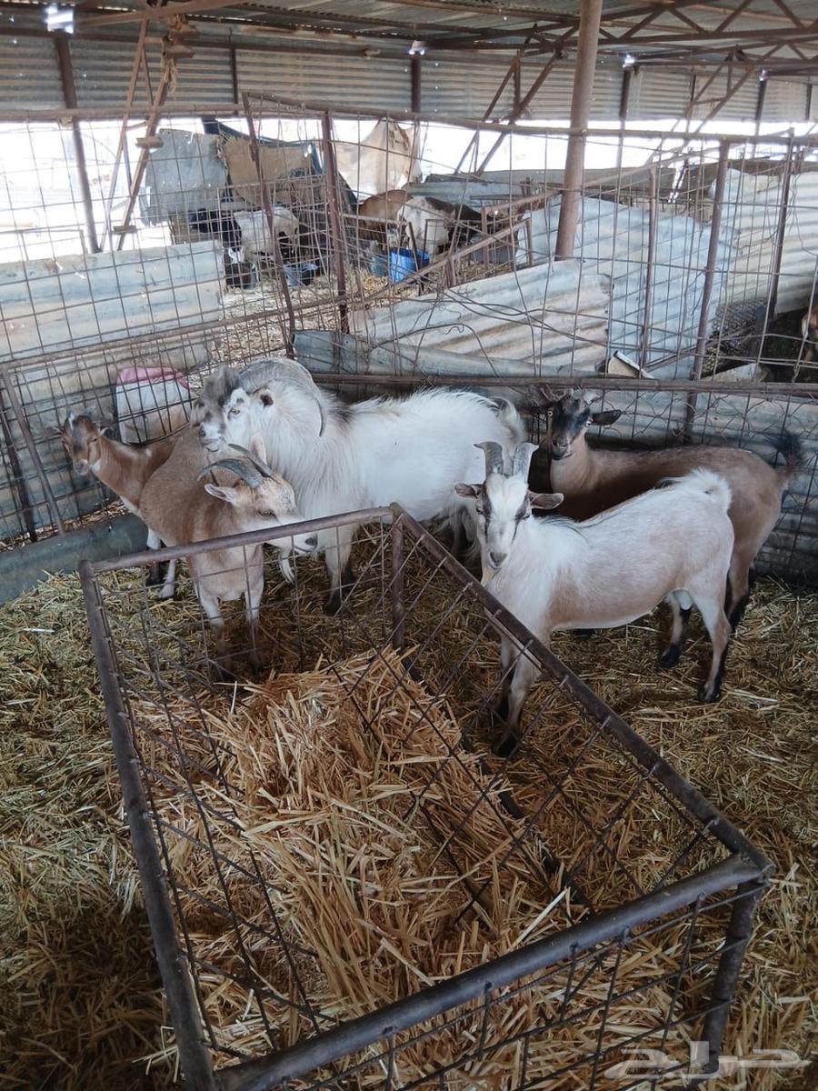 للبيع ماعز وتيوس64460489593731110