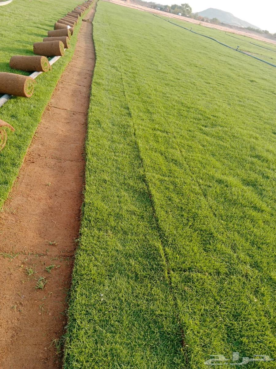 ثيل طبيعي او نجيله طبيعي مشروطه مضمونه64459065134465112