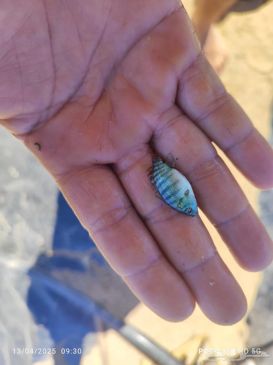 زريعة سمك بلطي بيور وحيد جنس64459139354625111