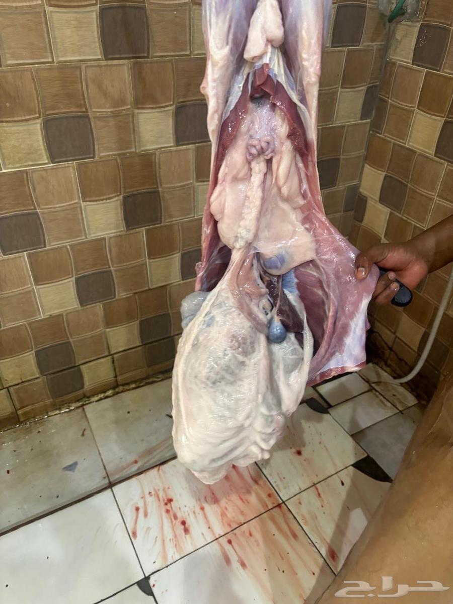 Sheep, Rukhal and Local Goats64459943388929110