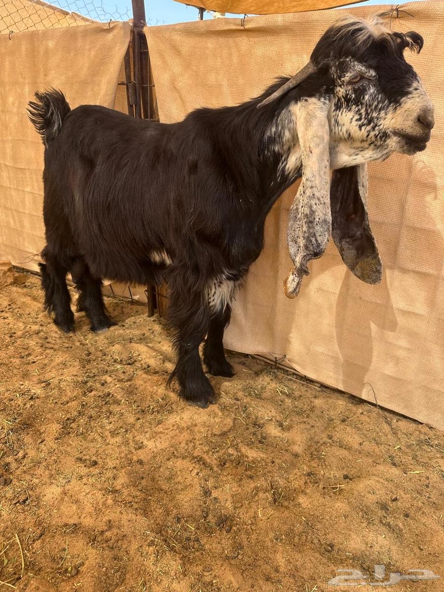 عرض بيع تيس جذع ضغط عالي64458945521793110