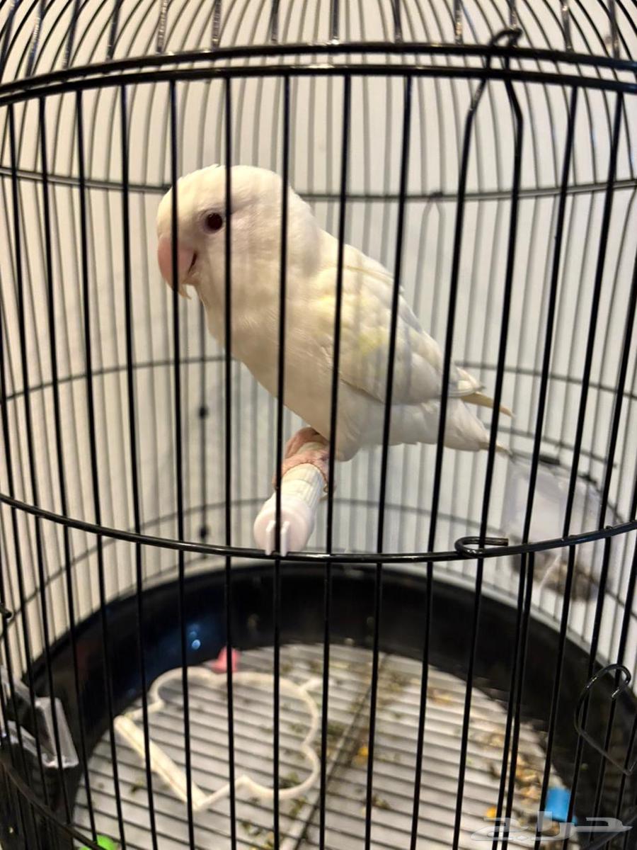 للبيع64462569380098110