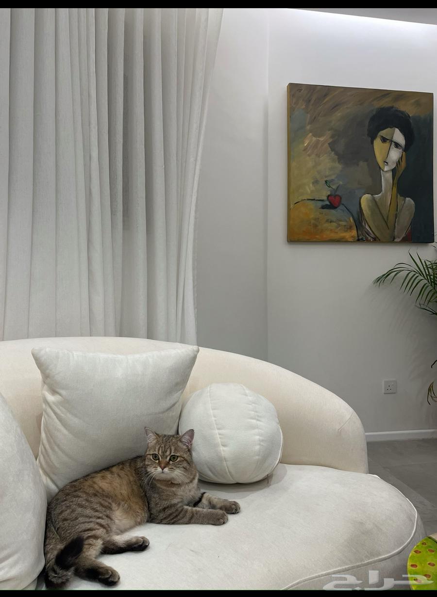 Scottish Cat64460775673730110