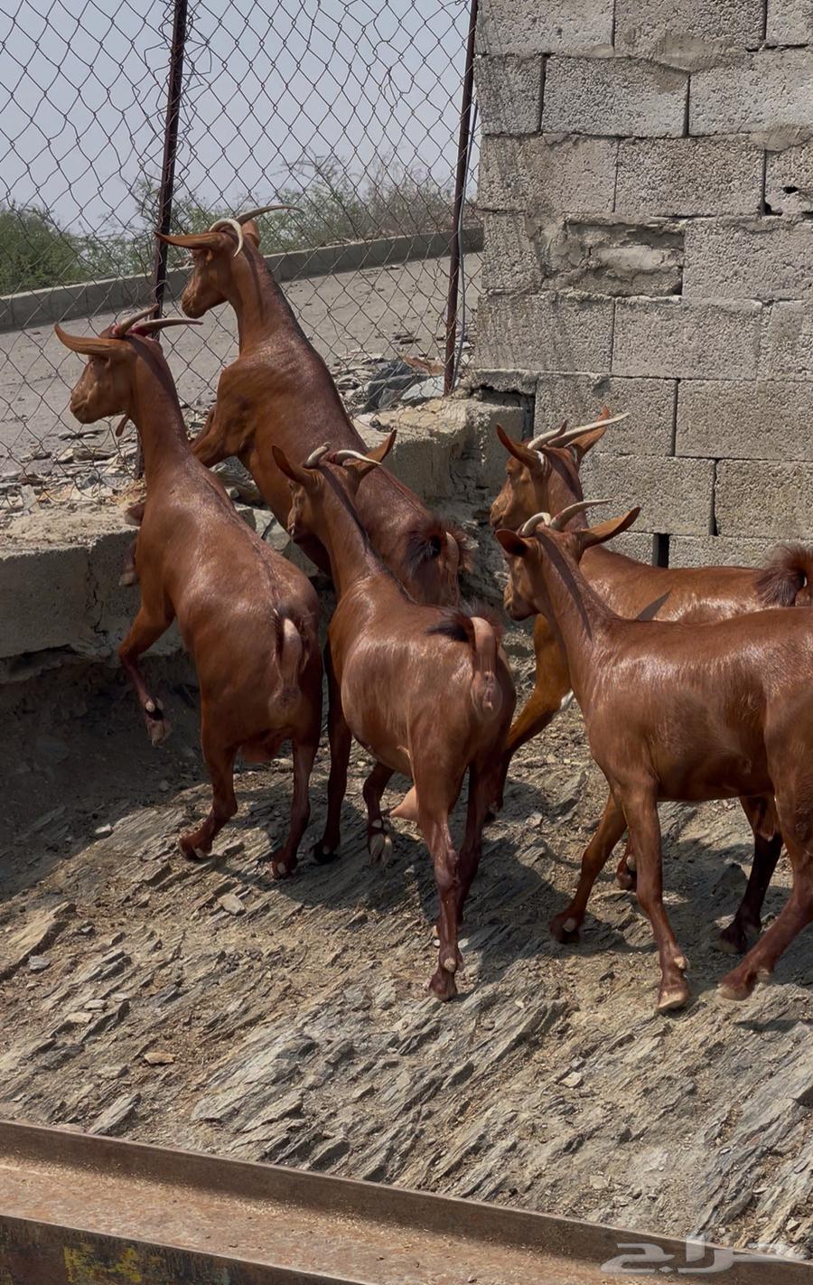 Goats, tenth class, premium class, Masha Allah, sold64460215336449114