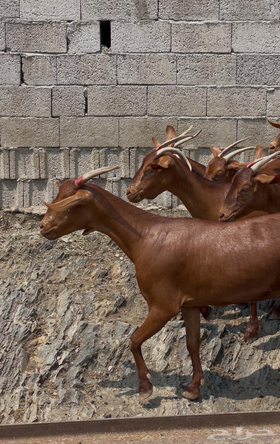 Goats, tenth class, premium class, Masha Allah, sold64460215336449112