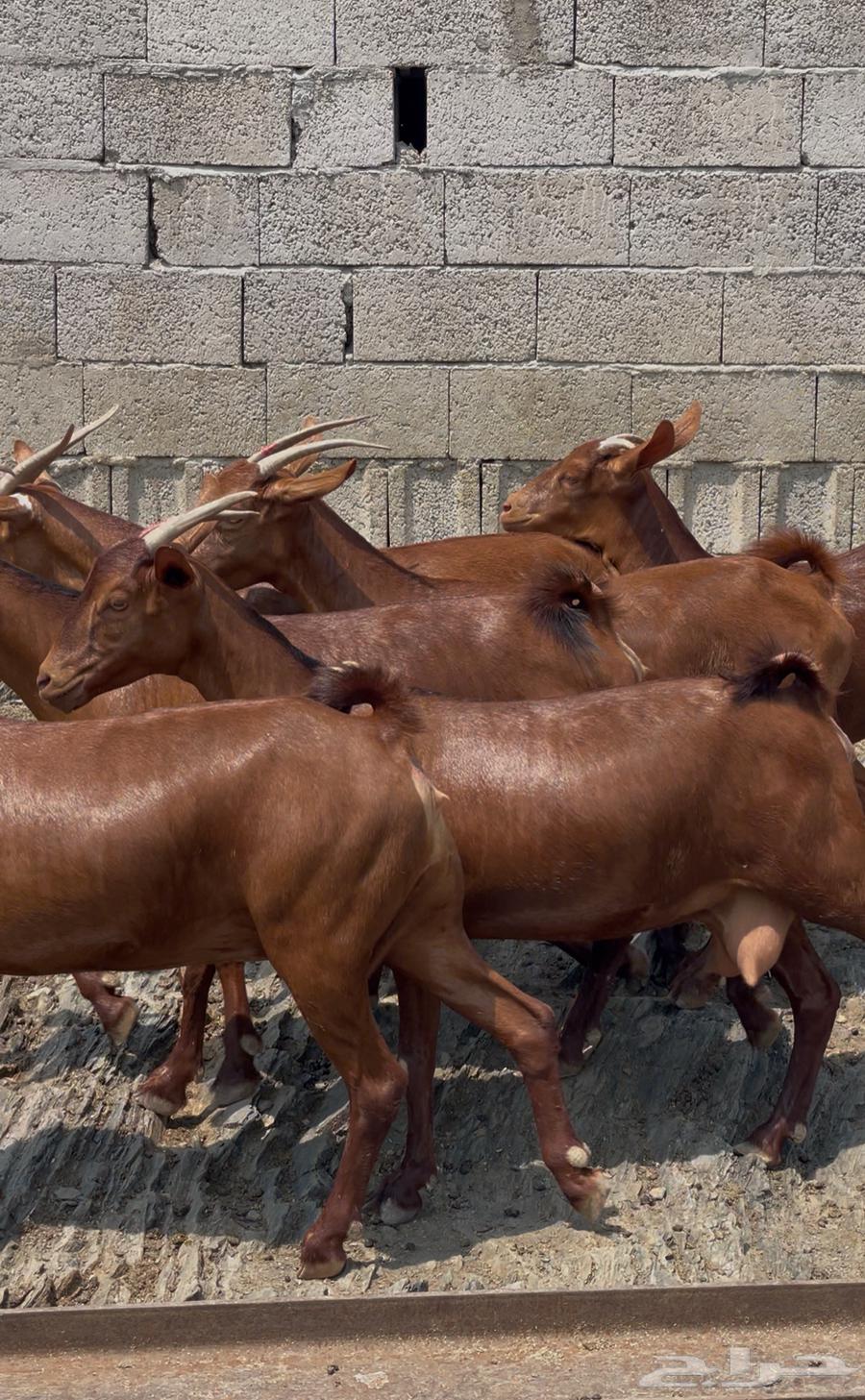 Goats, tenth class, premium class, Masha Allah, sold64460215336449111