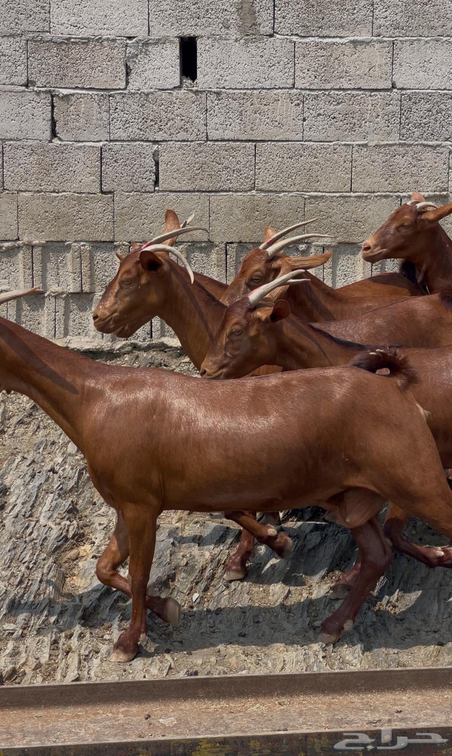 Goats, tenth class, premium class, Masha Allah, sold64460215336449110