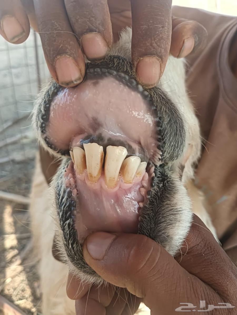 نعجة عيسية صنف للبيع64461357581570112