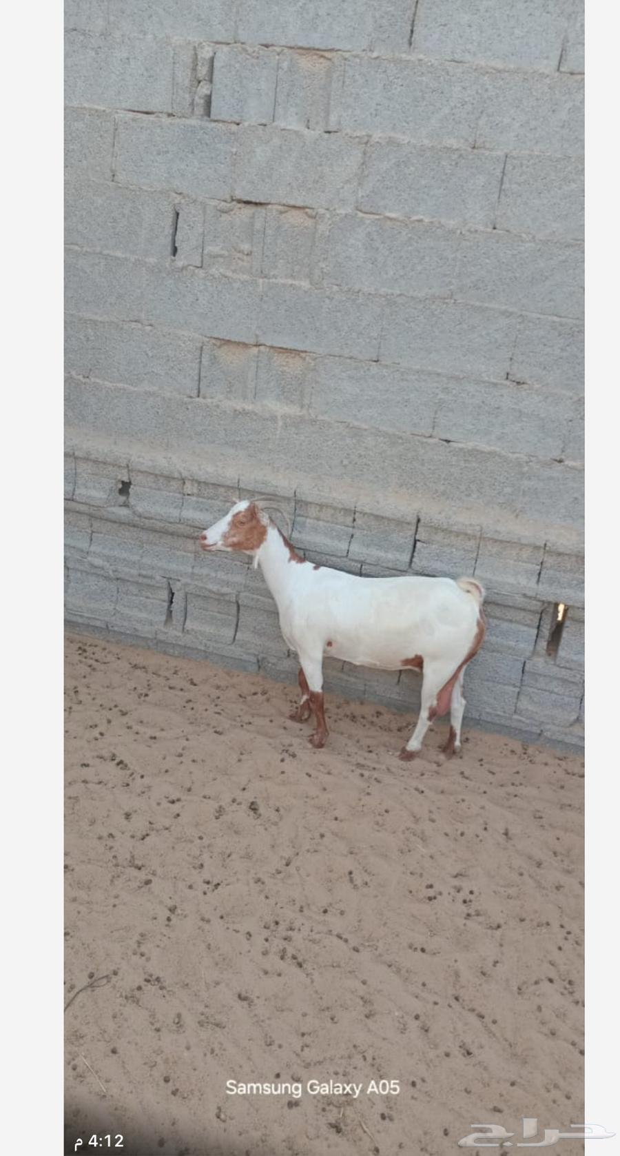 عنز للبيع64463586545027114