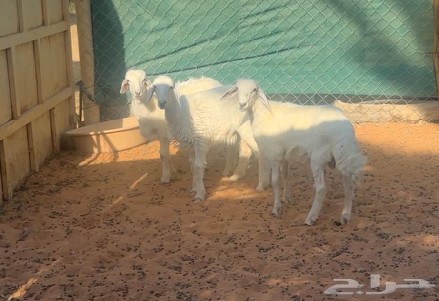 بهم حريات للبيع64458615206275111