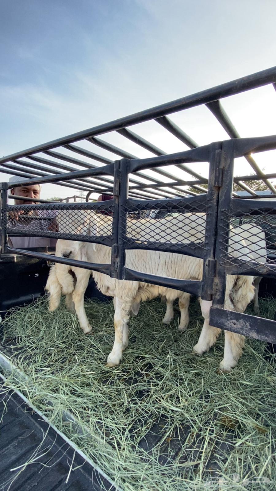 خروووف جبر للبيع64465730930562110