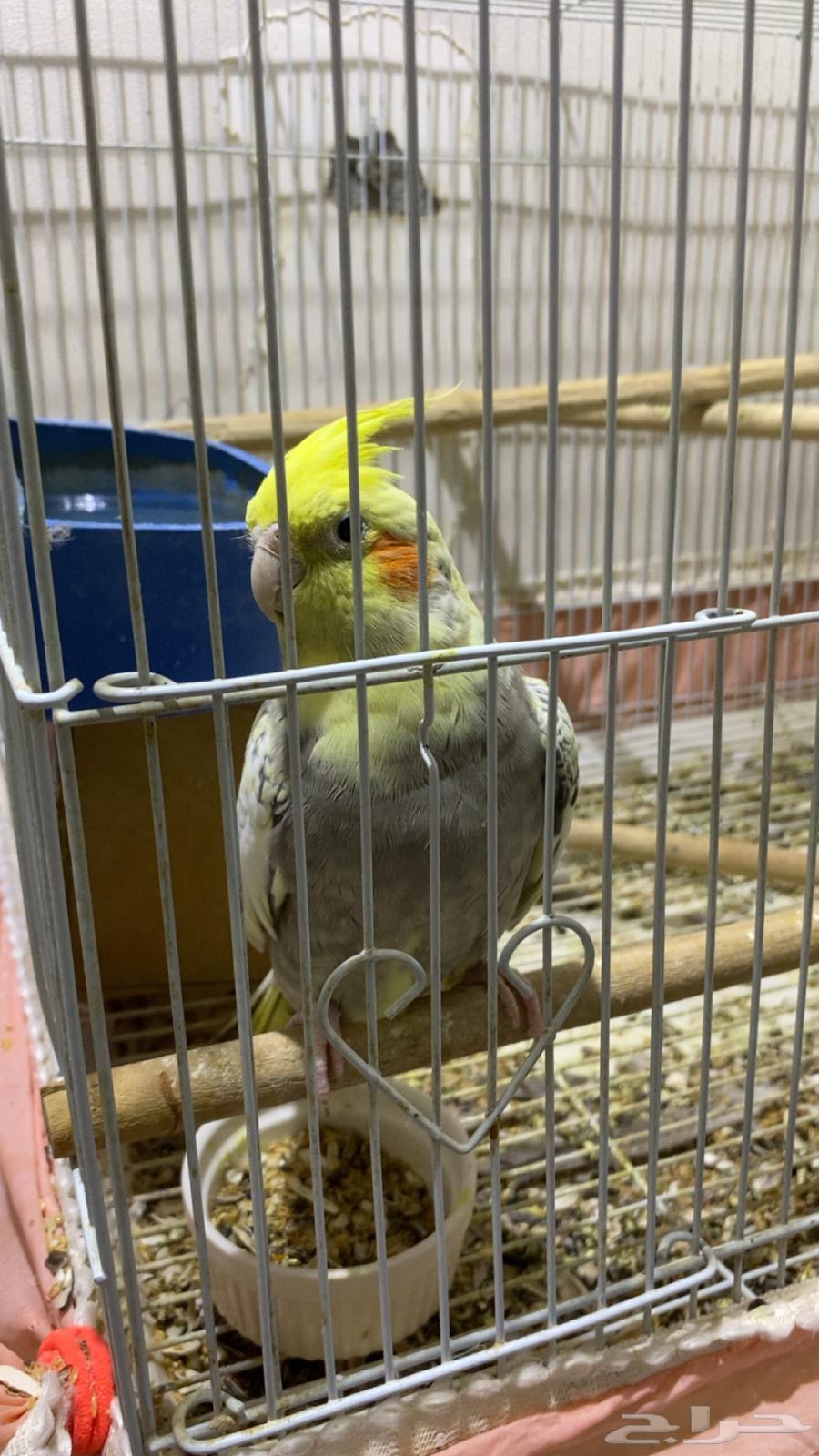 للبيع عصافير الكروان64470704257025110