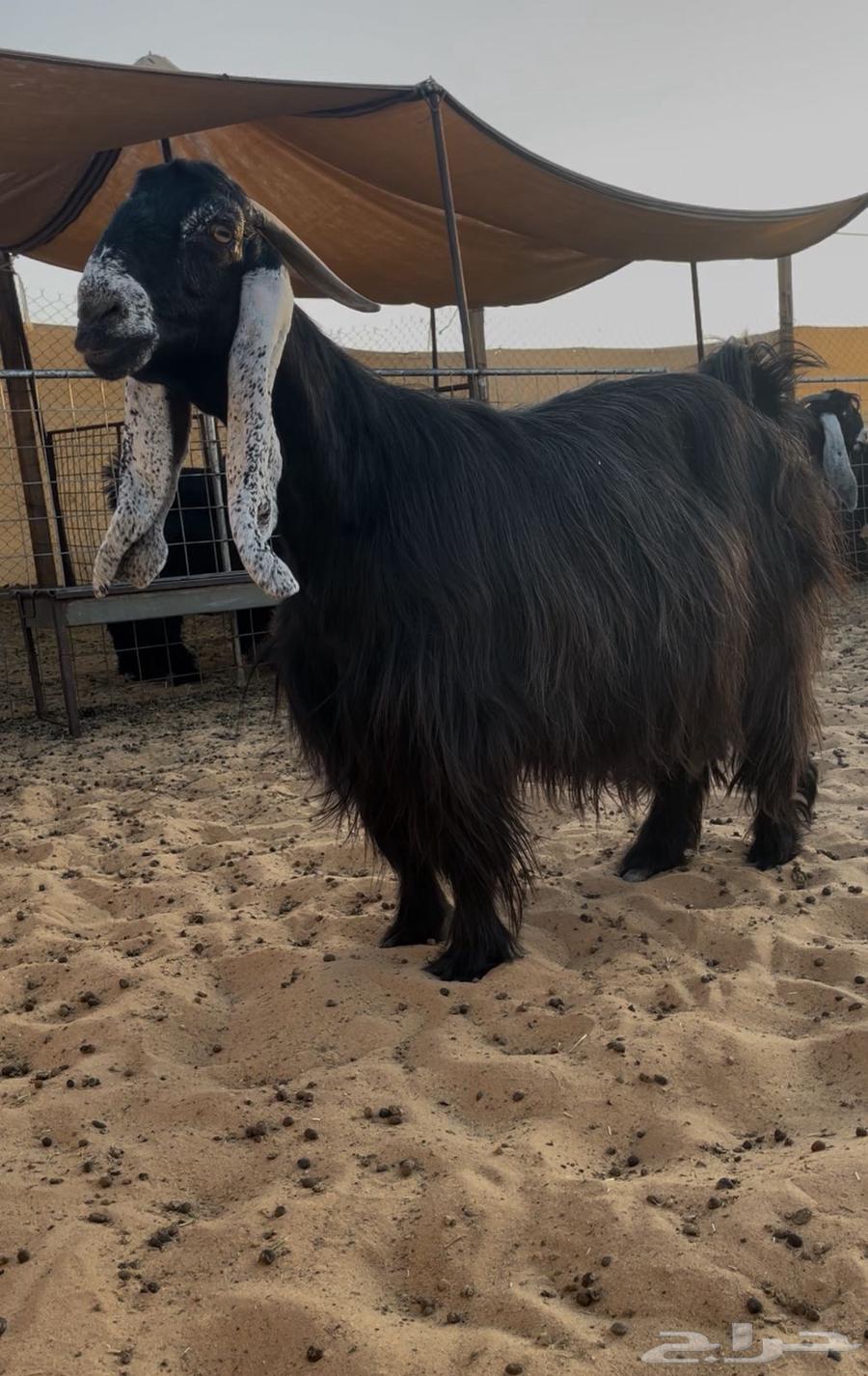 للبيع عنزين عوارض دفيع64469990199937111