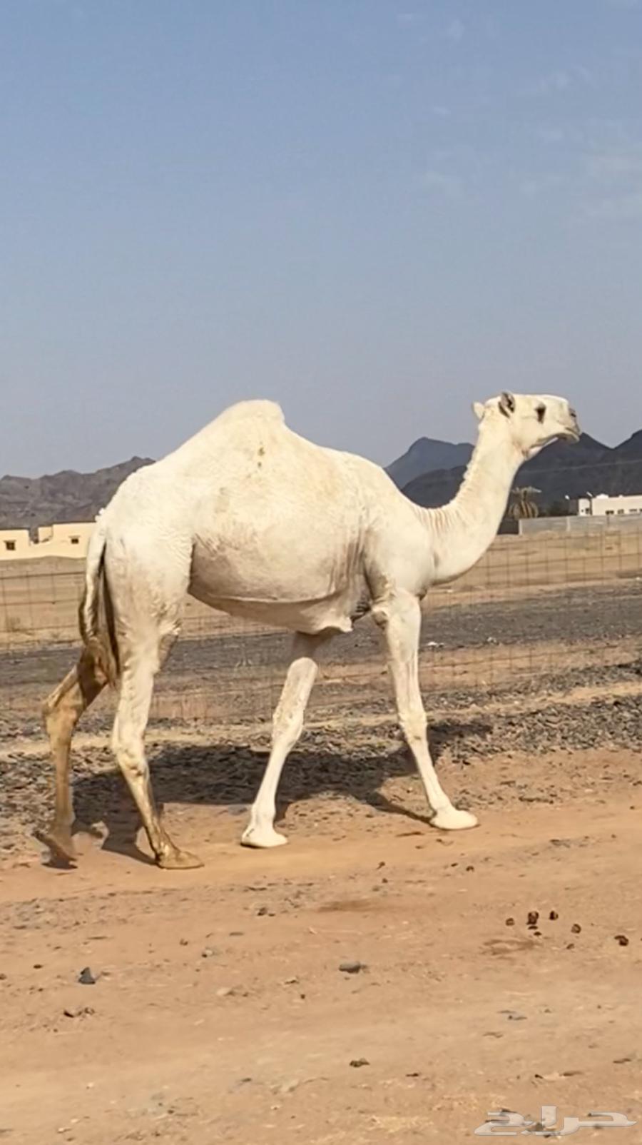 للبيع بكره لقيه جدها مشاكل ابو عجاريد64467522314499110