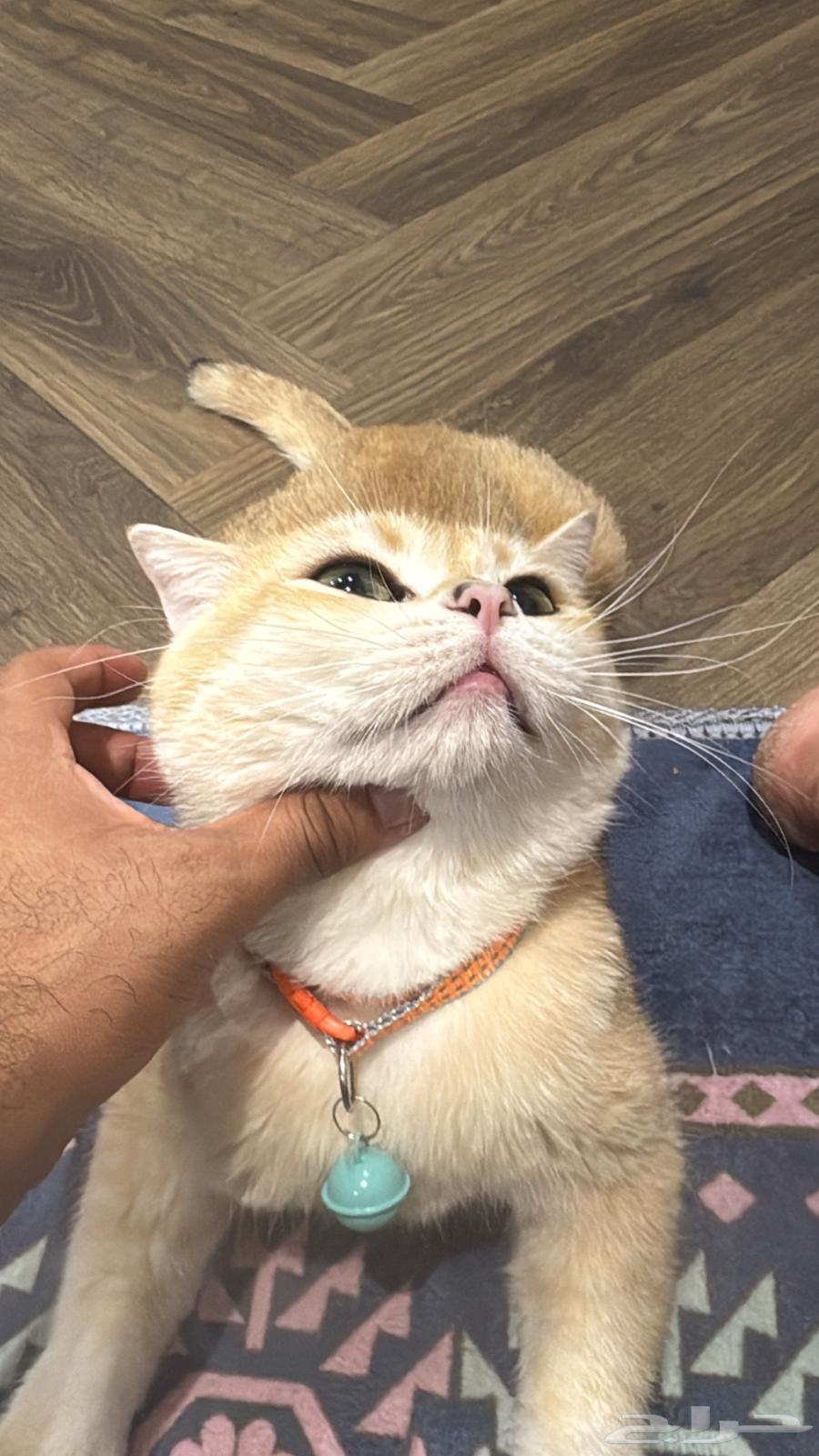 Cat for mating (free of charge) read the terms64466975250433112