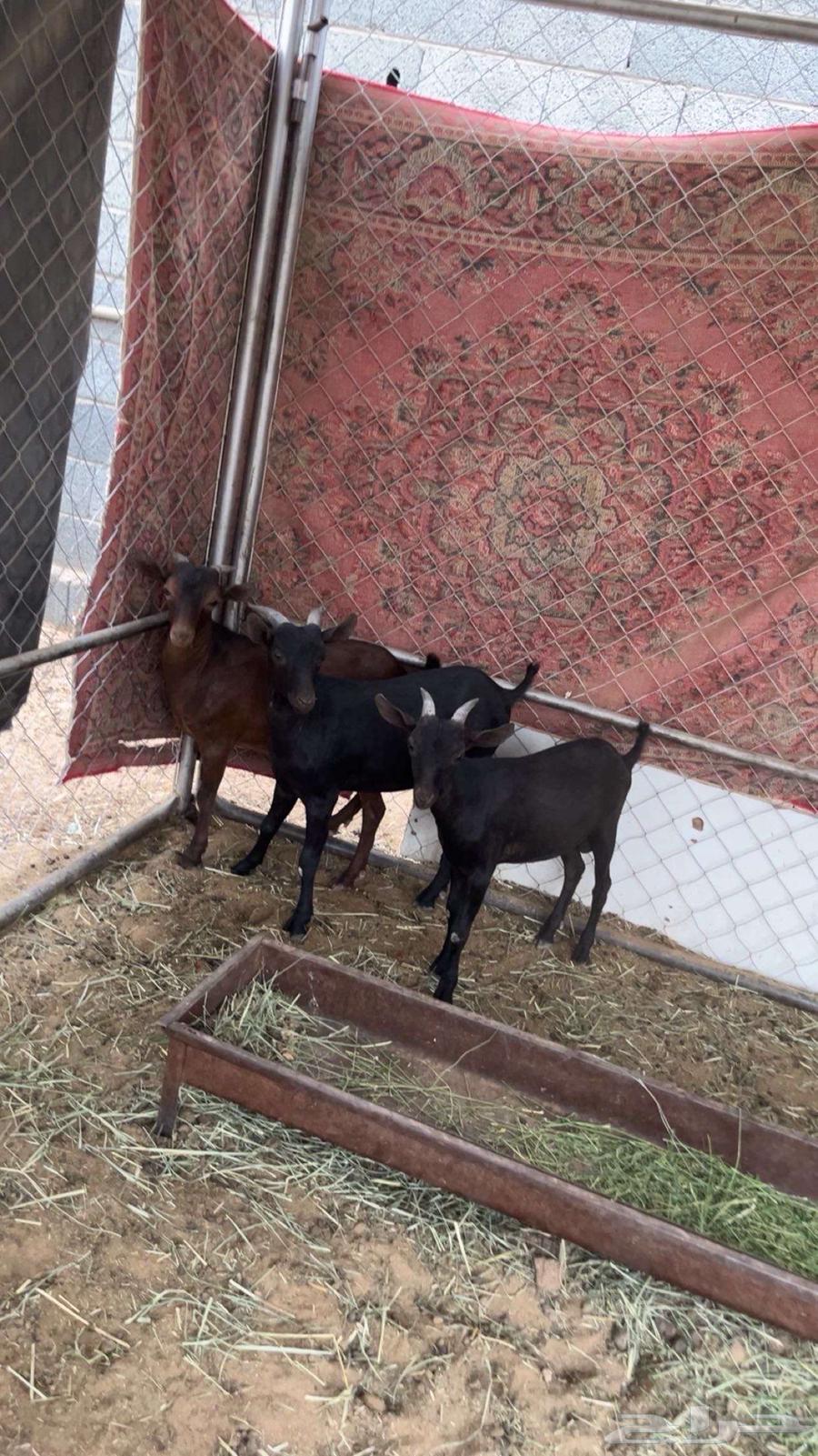 تيوس فحول مورسيانو للبيع64465702897923110