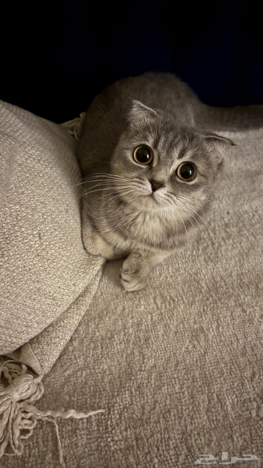 للبيع سكوتش فولد بريتش أنثى64465647111938112