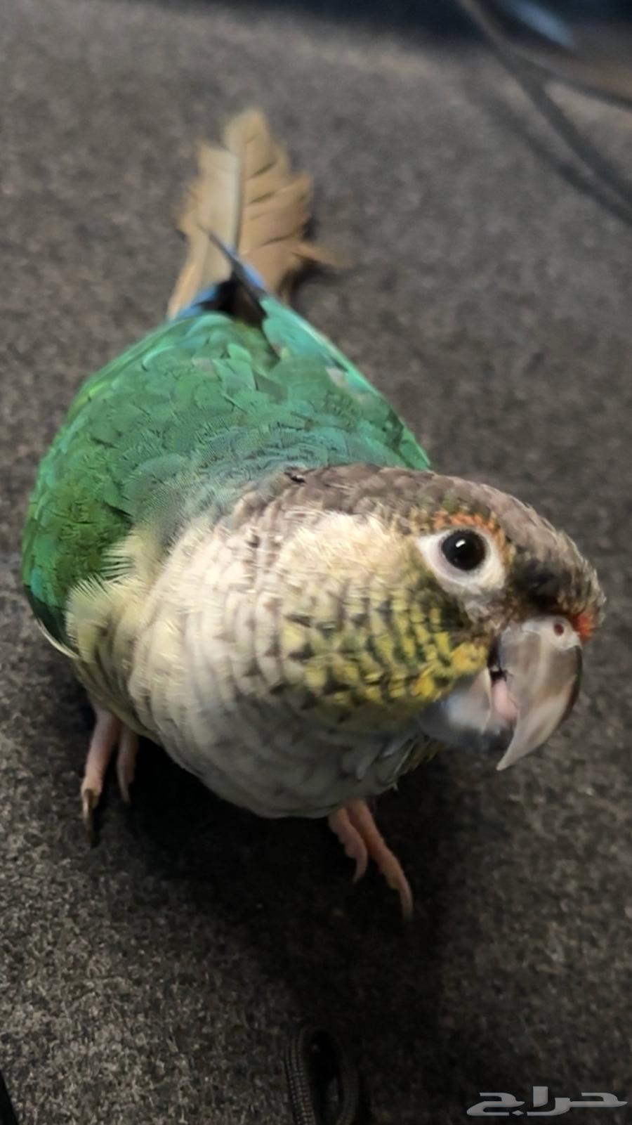 ببغاء كنيور64465367396737110