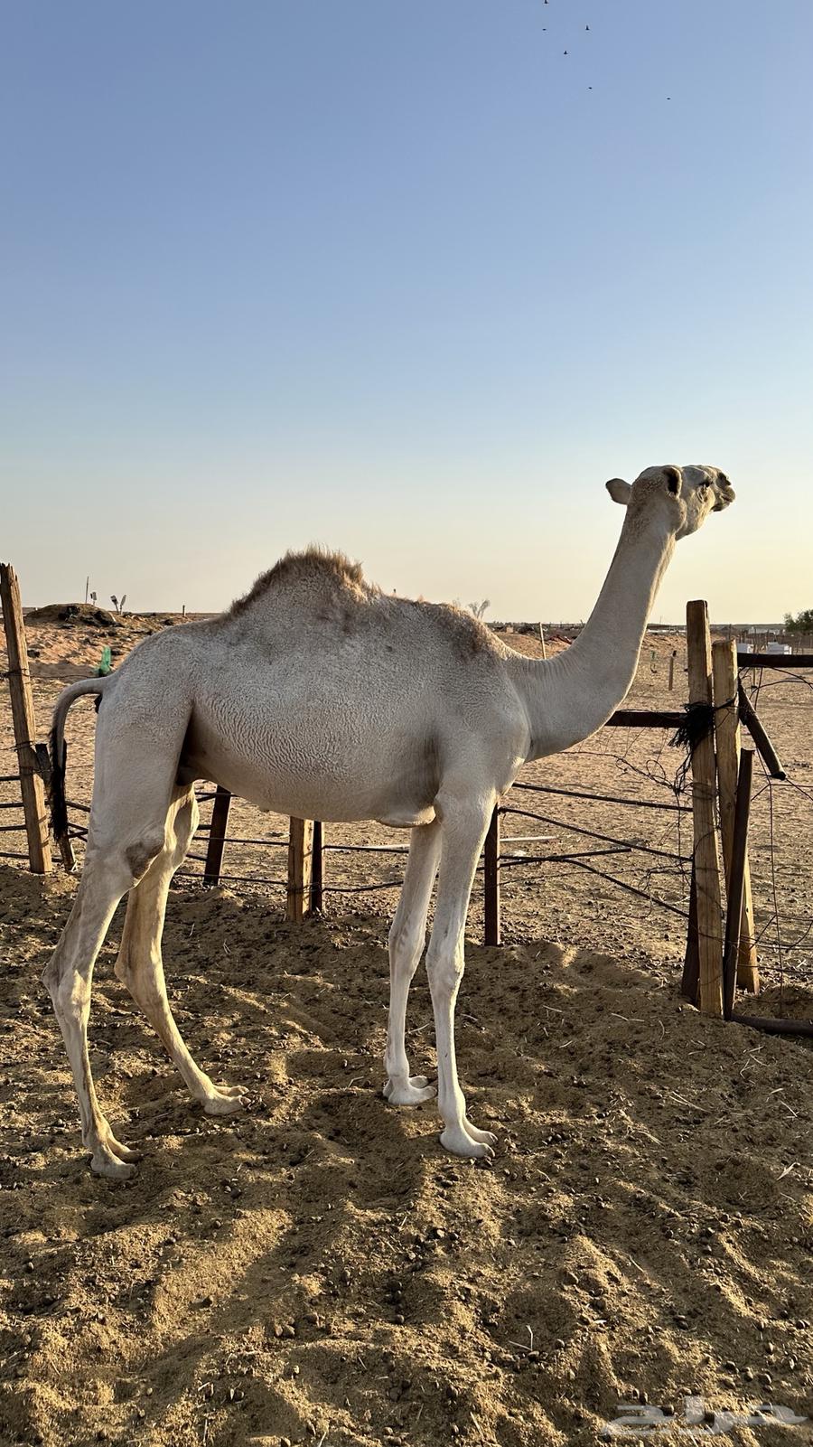 حاشي للبيع64468510829441111