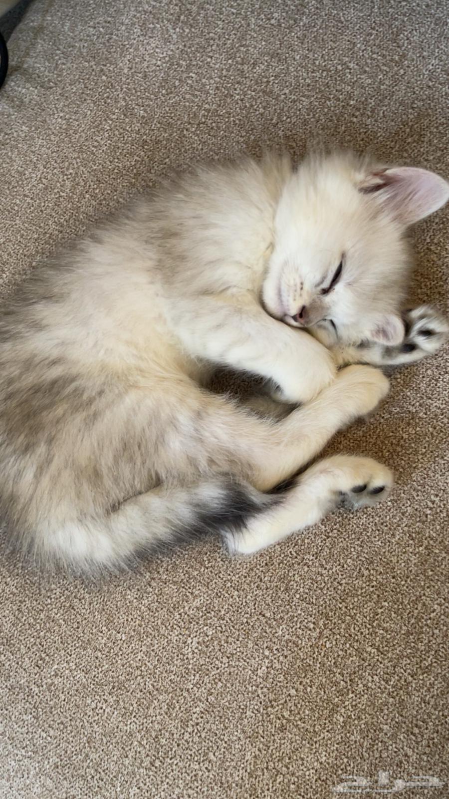 قطه للبيع على السوم64468722224513112