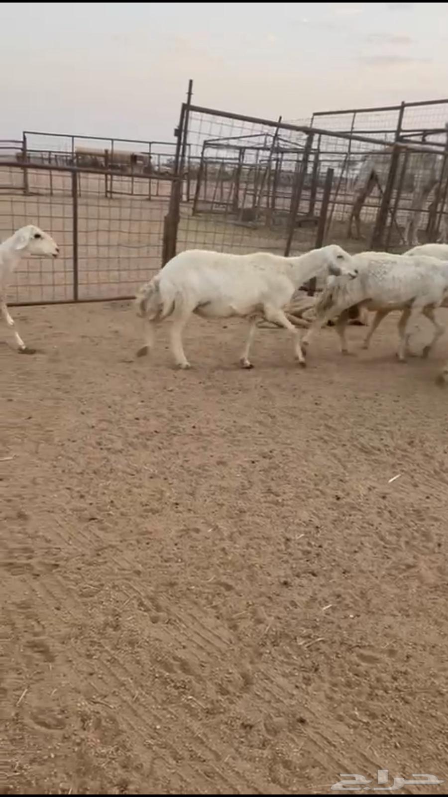 تم البيع64470704192642113