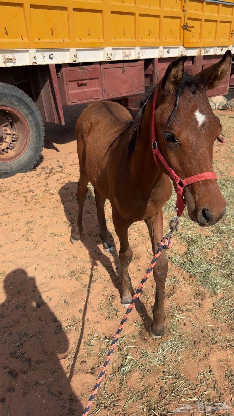 مهر عربي طيب ومتعود على البل64467954717314111