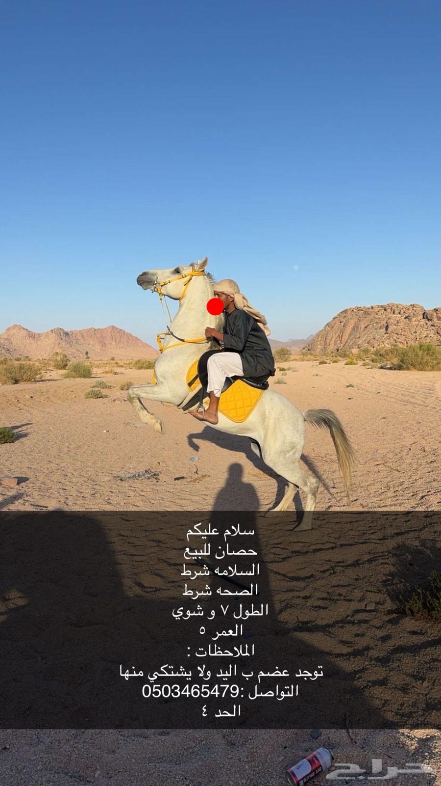 حصان للبيع64469250809857110