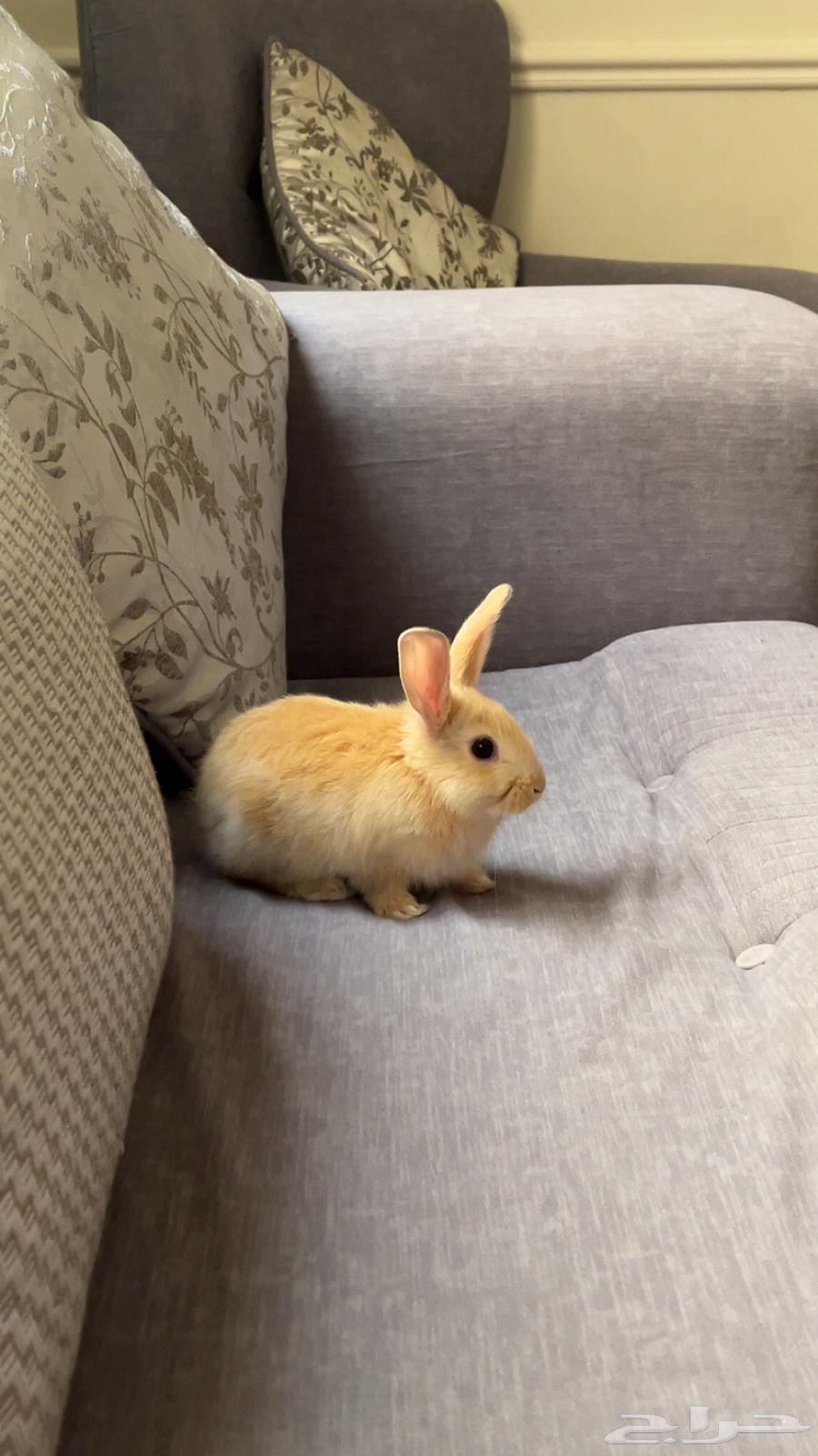 ارنب للبيع64468815552514110