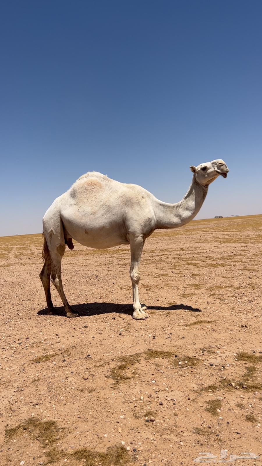 للبيع عشراء وضحاء تحتها بكره طيبه عمرها 6 شهور وفوق64467830278787110