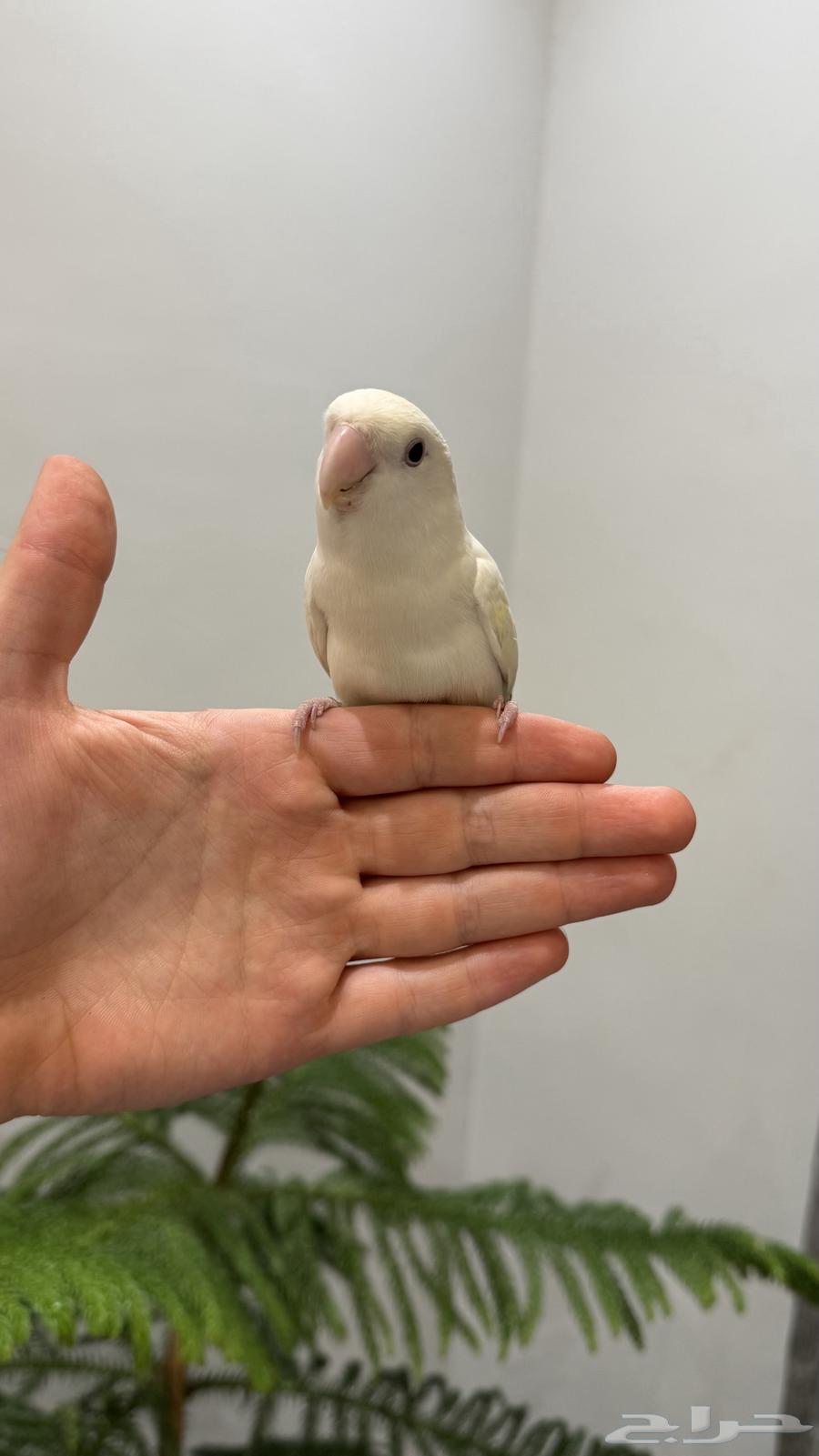 روز اليييف جدا64470580025603111