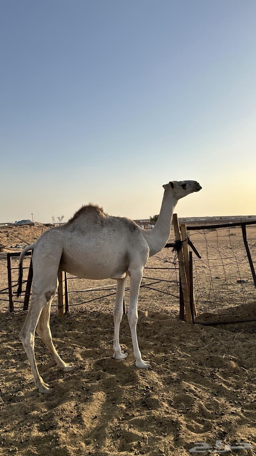 حاشي للبيع64468510829441112