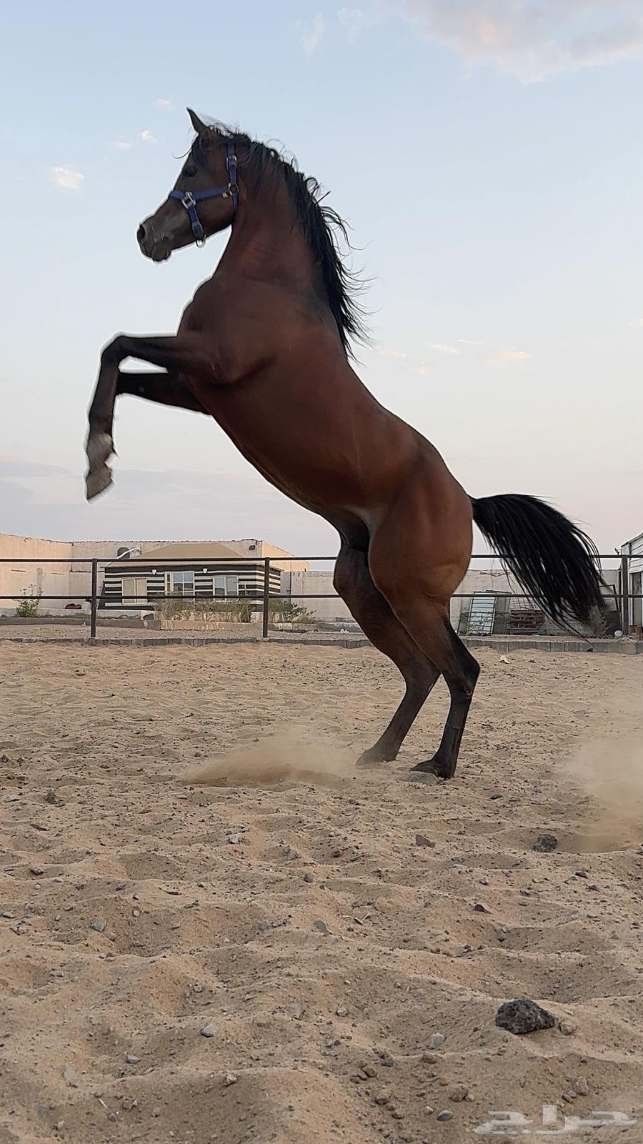 حصان واهو للبيع64470979690243113