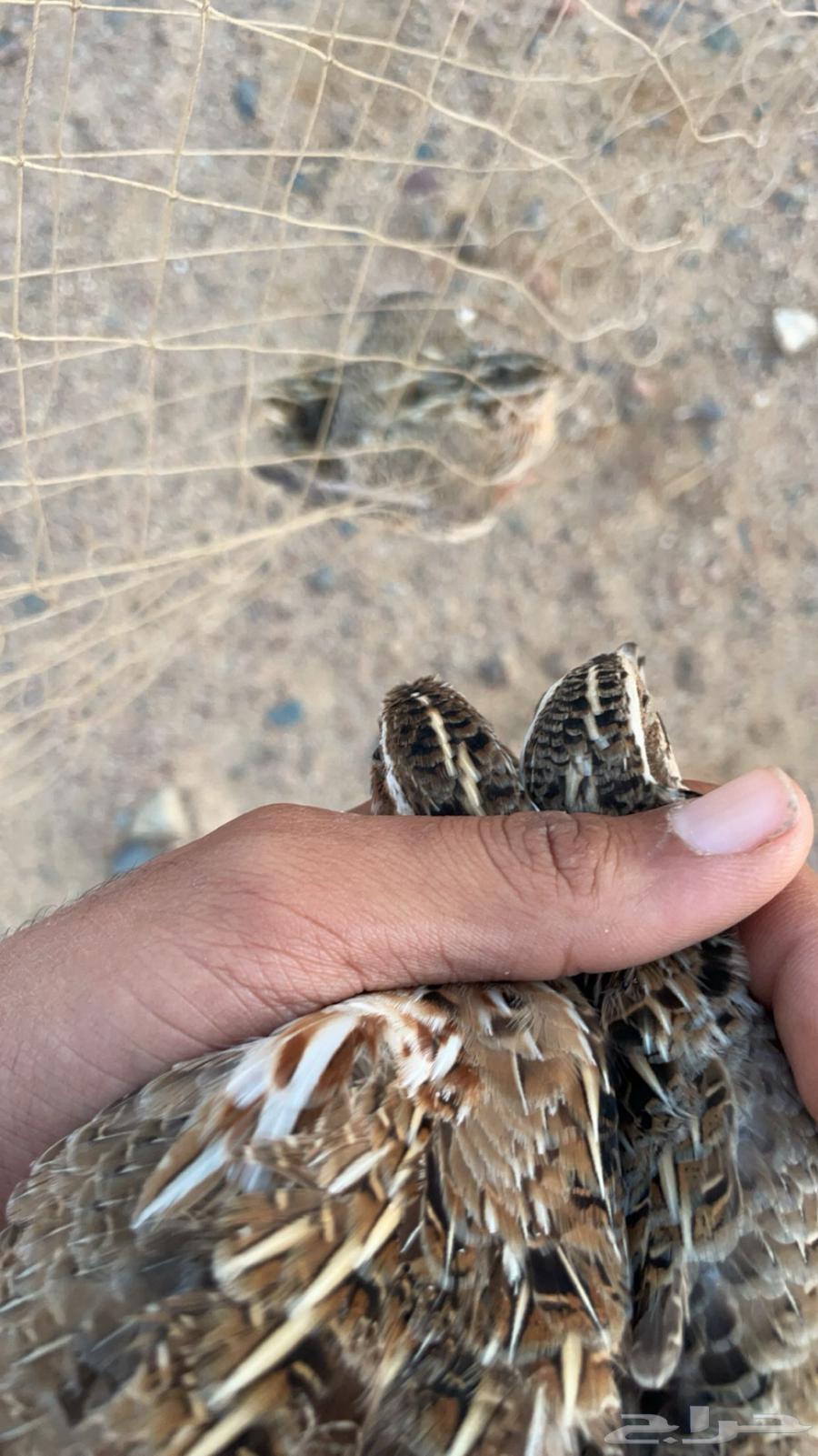 For sale: live francolin, quail, and chukar64467662624386110