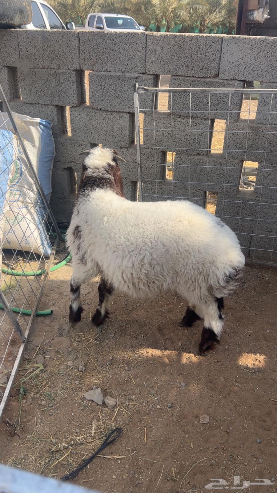 Nayami64467059606915114