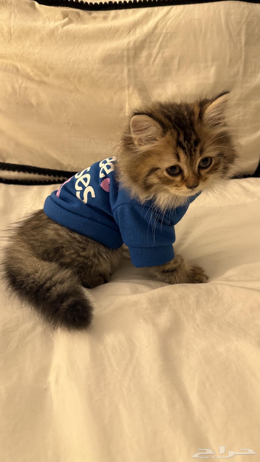 كيتنز للبيع64468245841026113