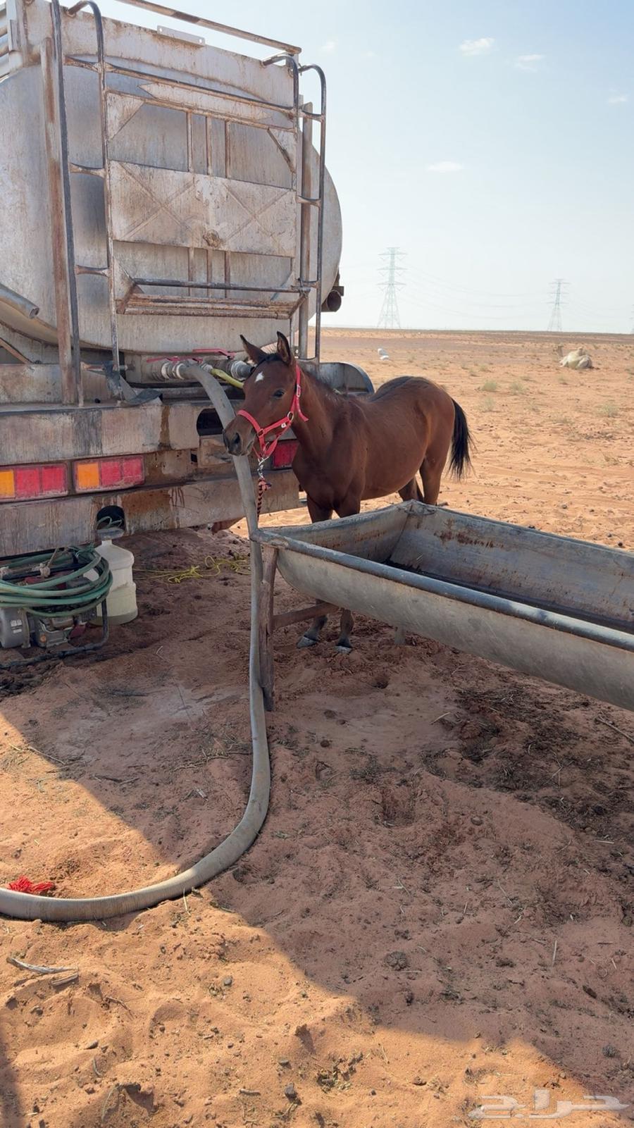 مهر عربي طيب ومتعود على البل64467954717314110