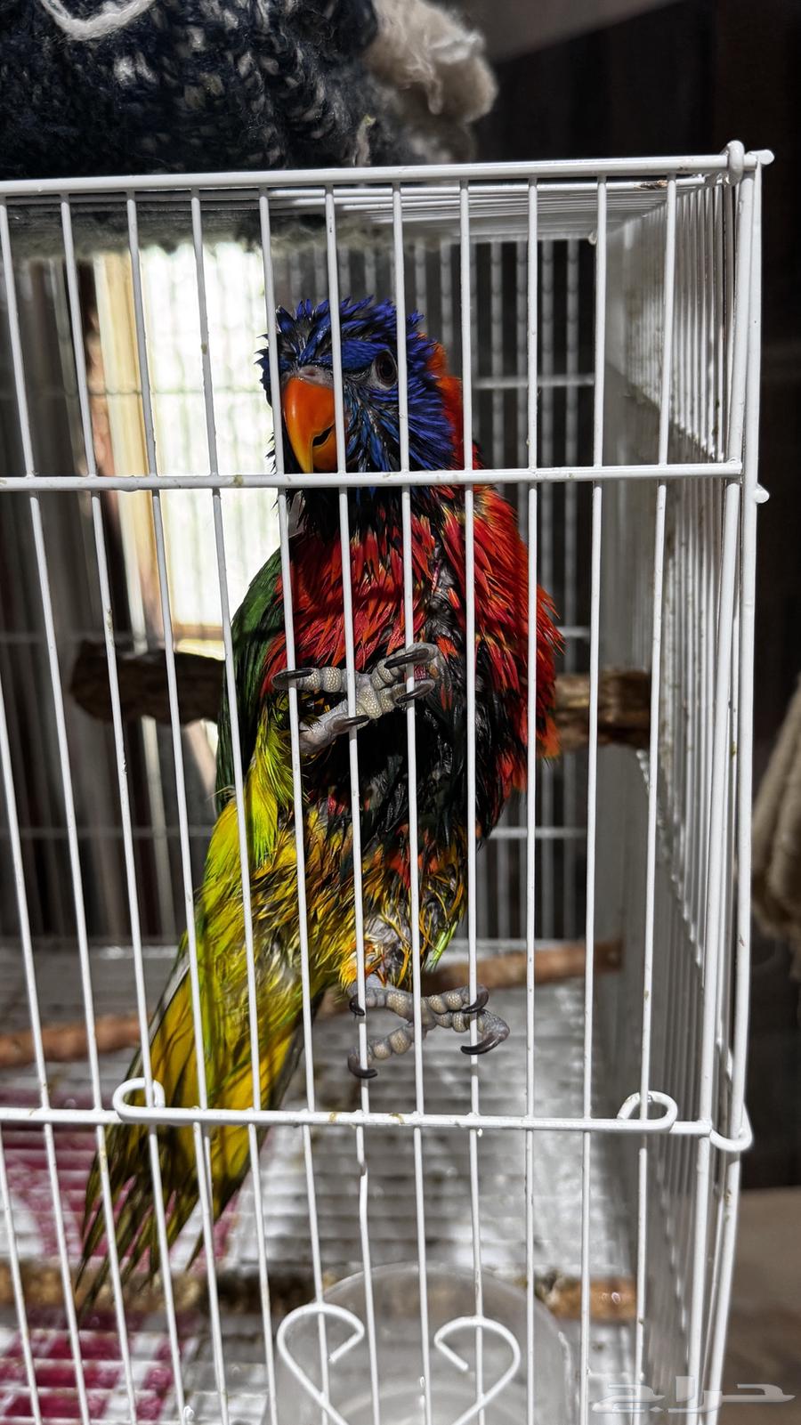 طير لوري اليف64470621374467111