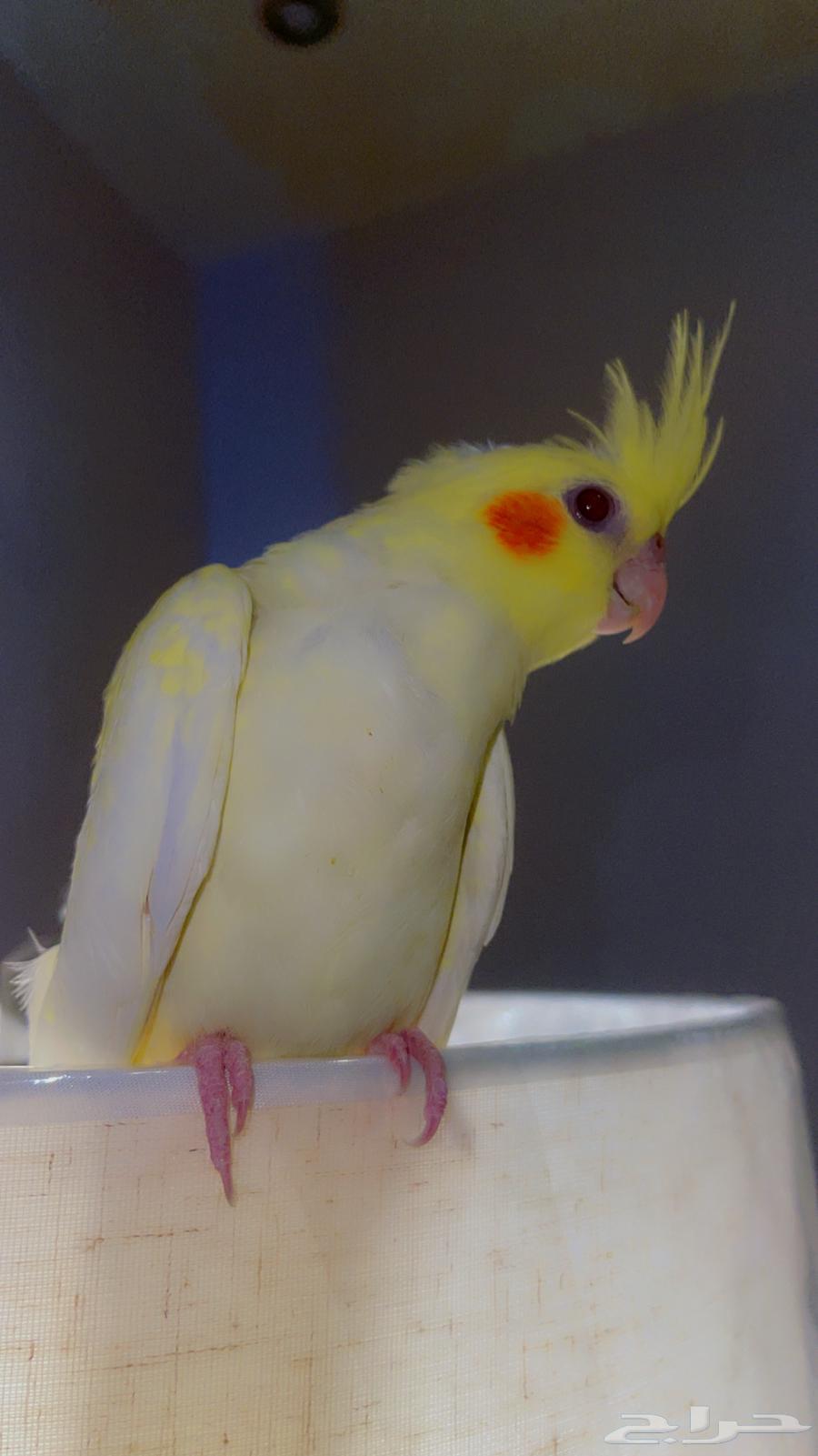 كروان لاتينو مناسب للأطفال صحة وولافة تم البيع64468189987202114