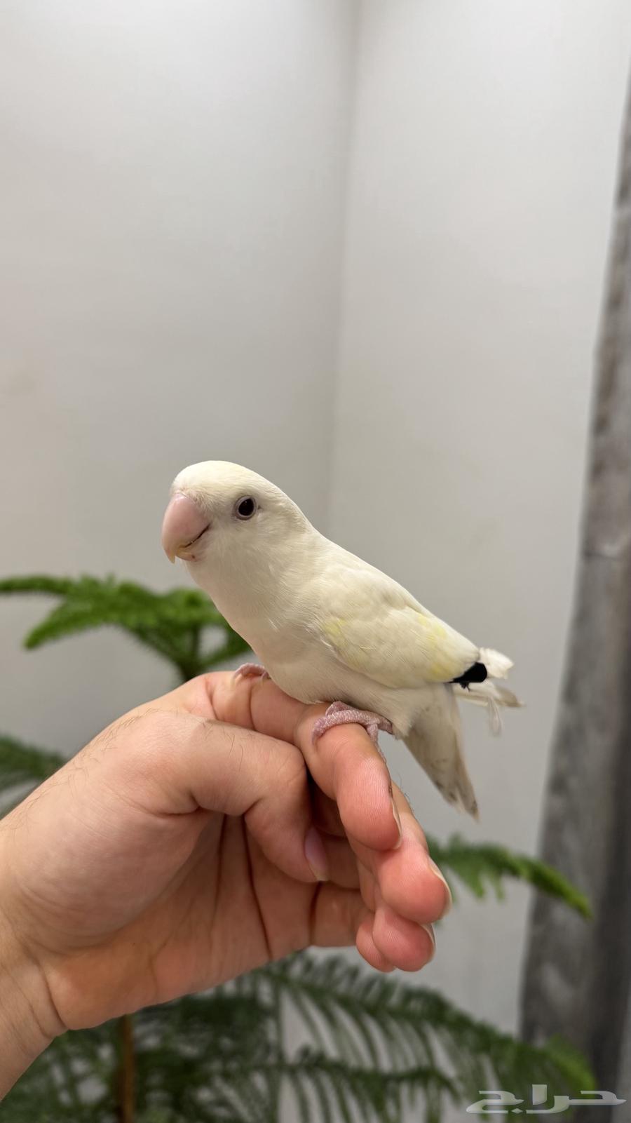 روز اليييف جدا64470580025603114