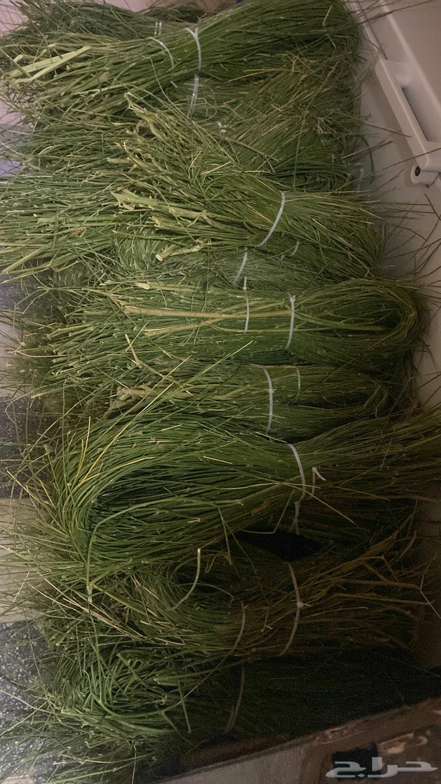 Marikh from Jizan64466249374593113