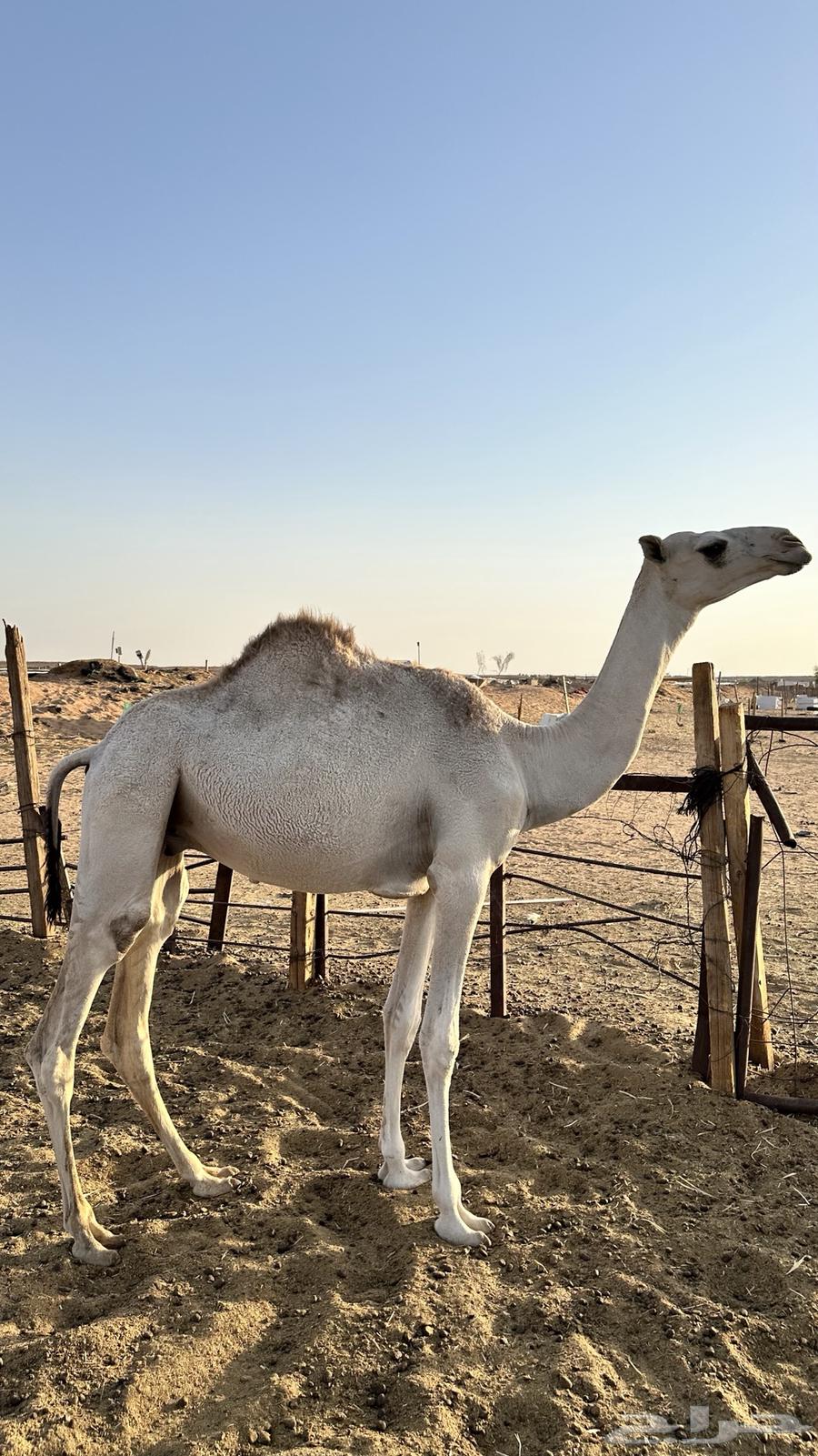 حاشي للبيع64468510829441110