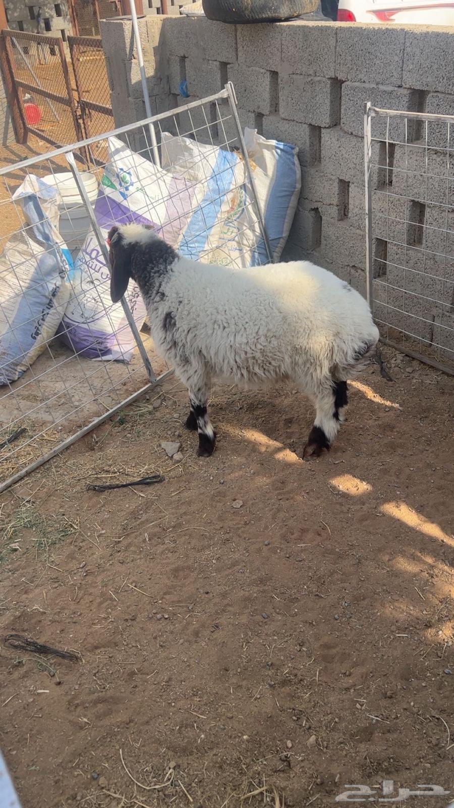 Nayami64467059606915113