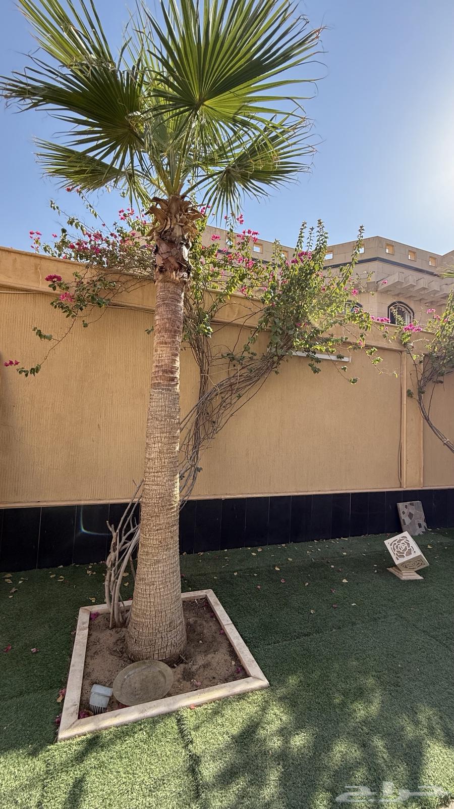 نخل امريكي64469907195521112