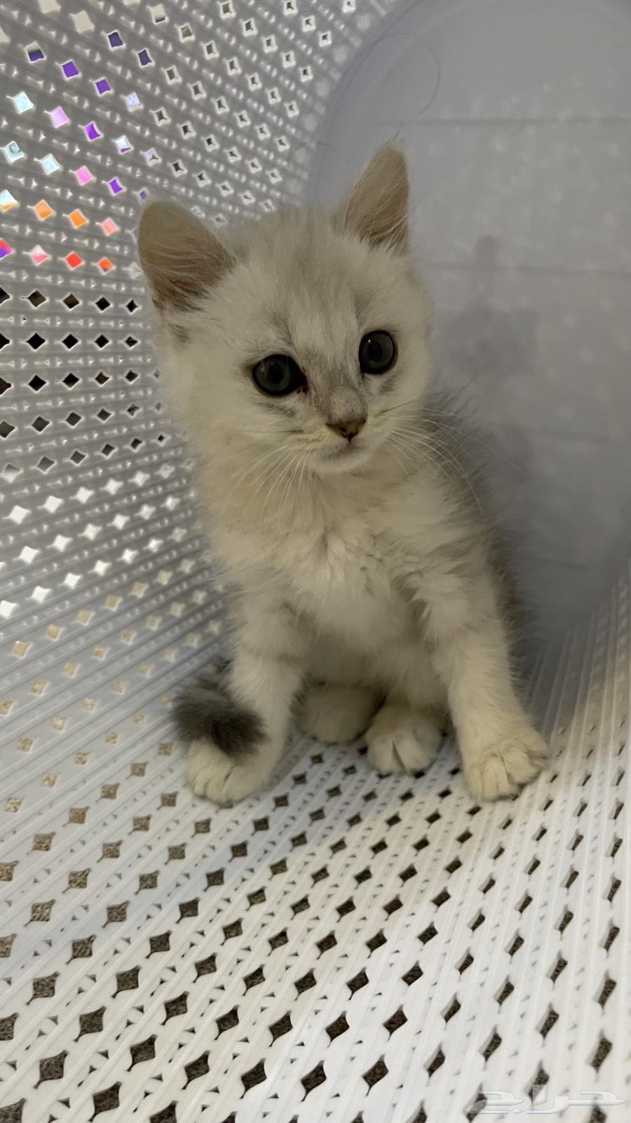 قطه للبيع على السوم64468722224513110