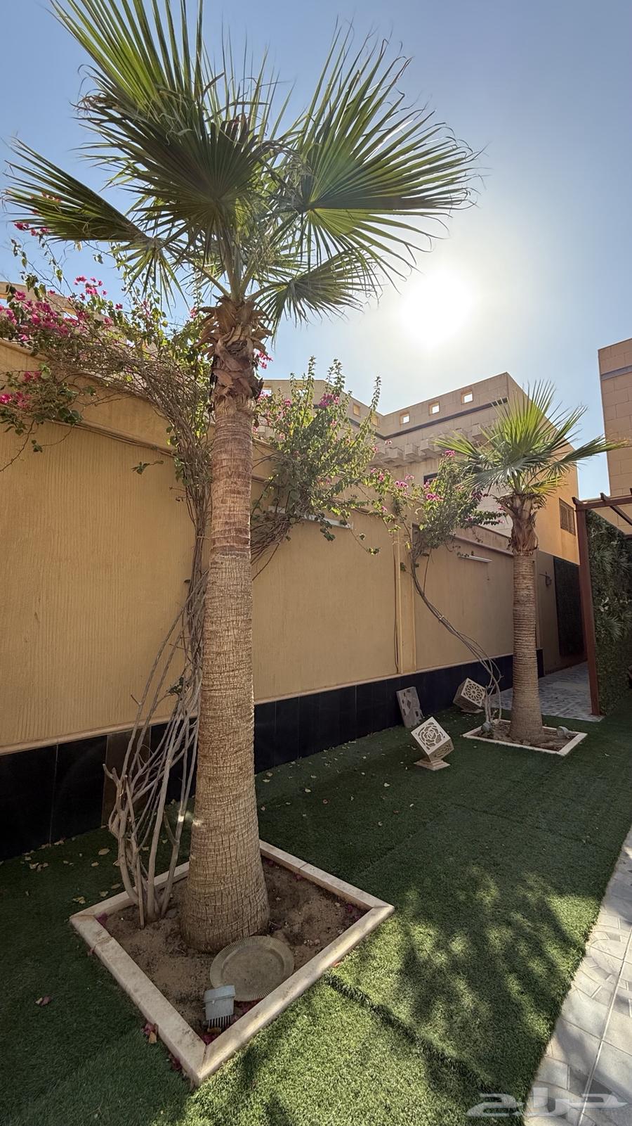 نخل امريكي64469907195521113